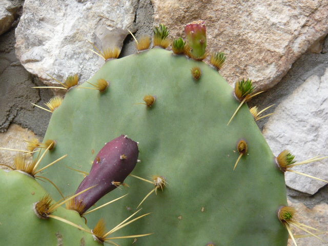 P1050157.JPG