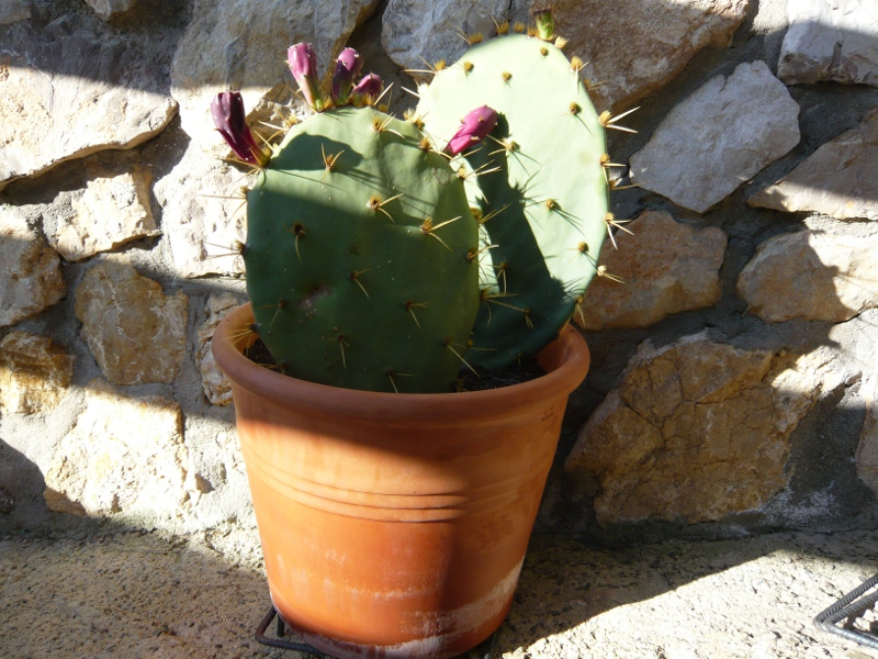 Recién plantada