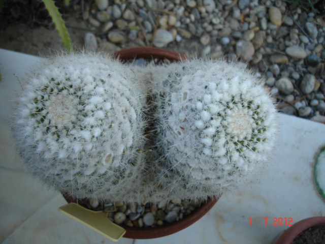 A 045.jpg