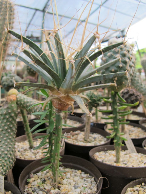 Injertada en Pereskiopsis
