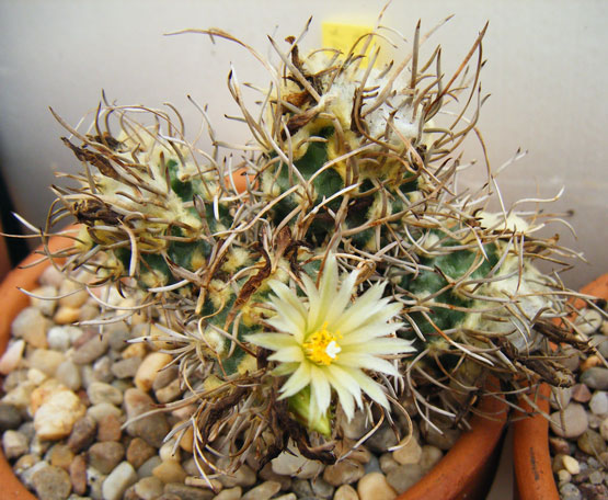 flaviflorus