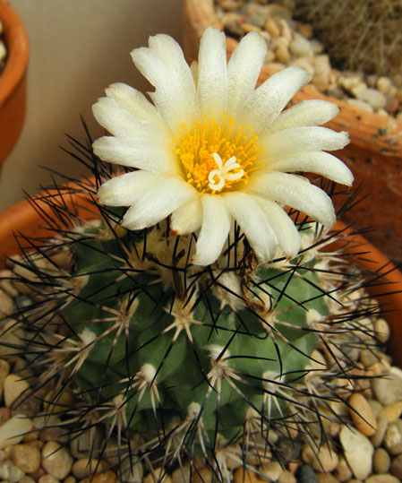 giseldorfianus