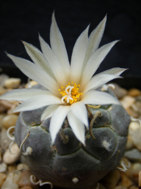 rioverdensis