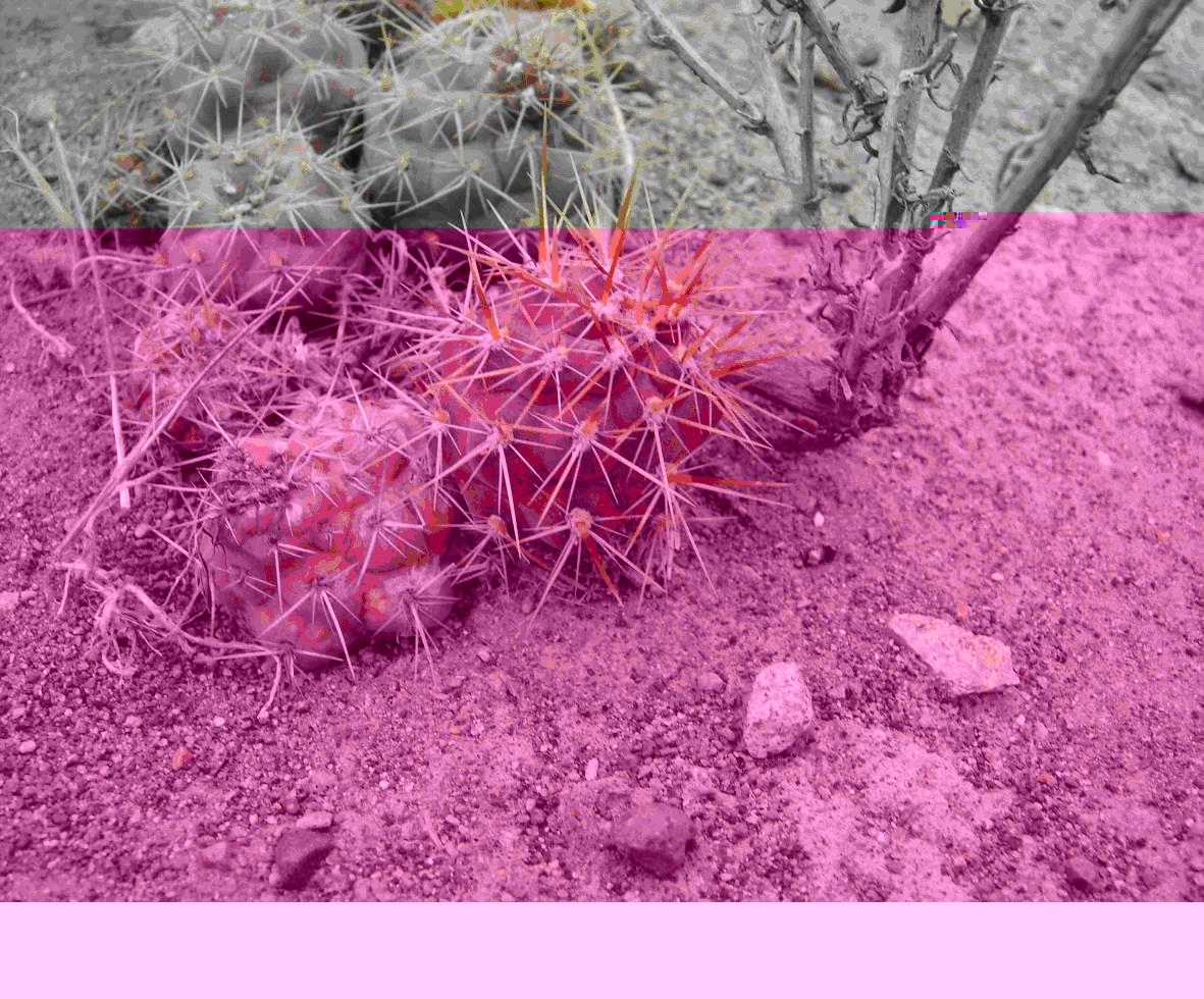 Pteocactus hickenii.JPG