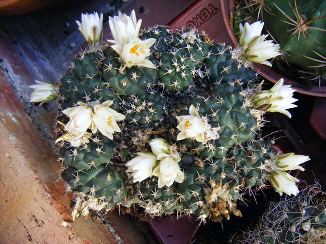 lophophoroides