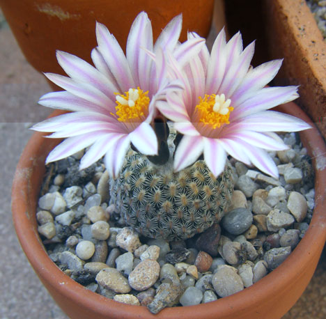 pectinatus