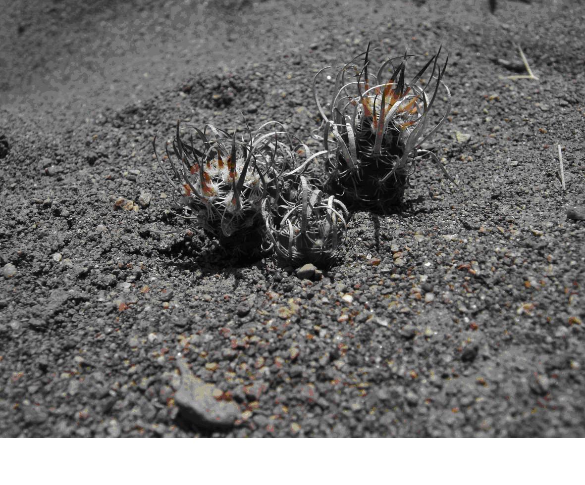 Pteocactus australis.JPG