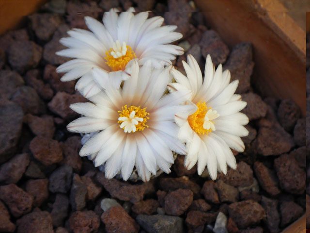 valdezianus albiflorum