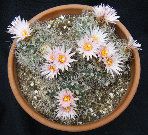 pseudomacrochele