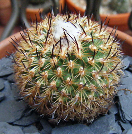 ysabelae