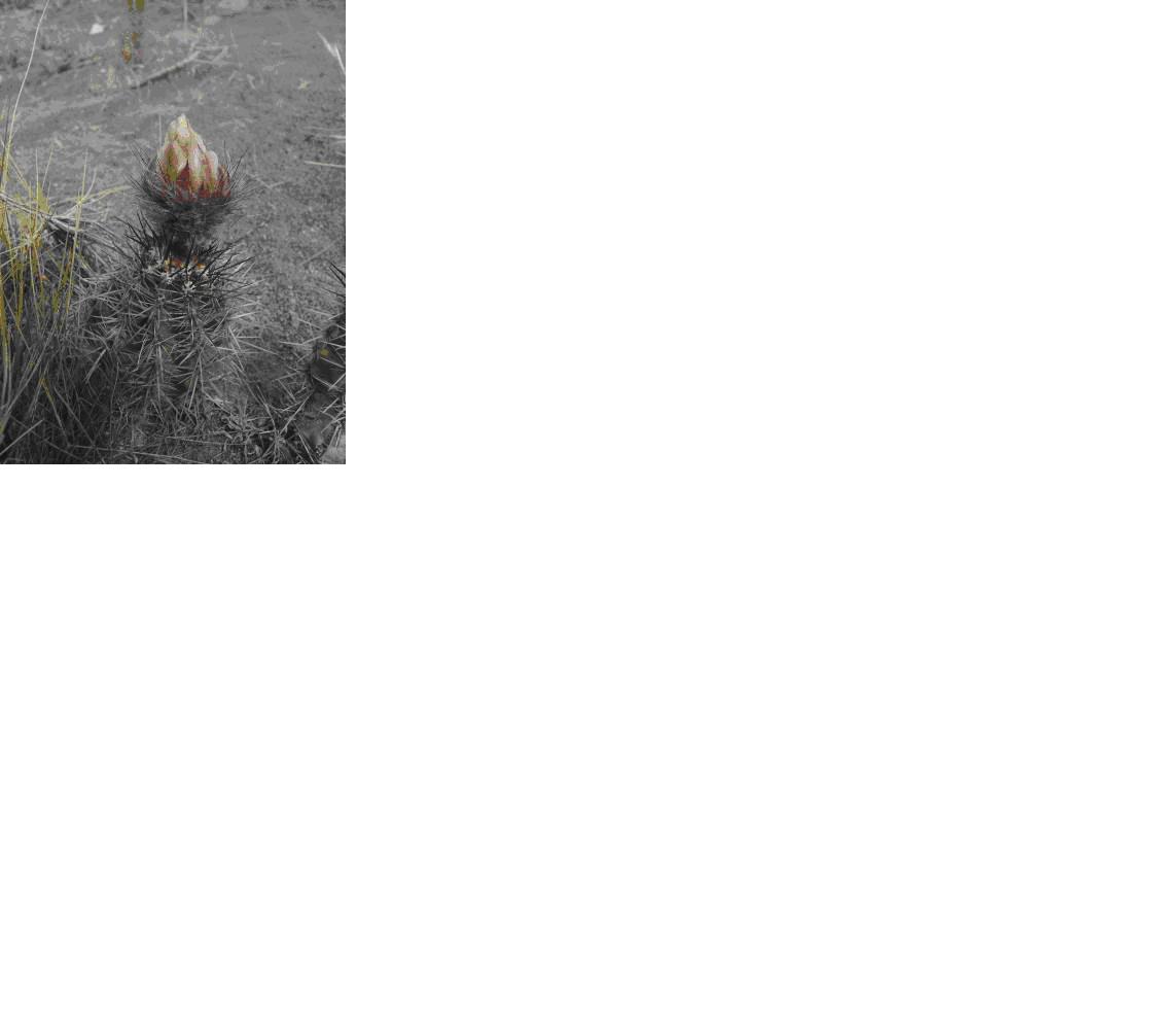 Austrocactus patagonicus.JPG