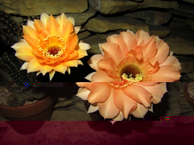 IMG_7674.JPG
