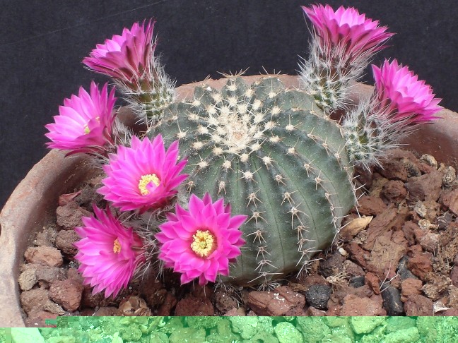 Echinocereus pulchellus v. amoenus 140709 005 [50%] [50%].jpg