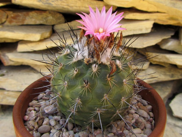 viereckii x gielsdorfianus.
