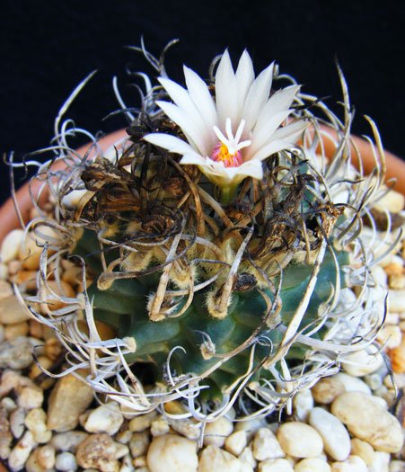 klinkerianus