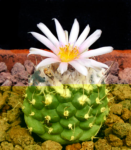 Lophophoroides