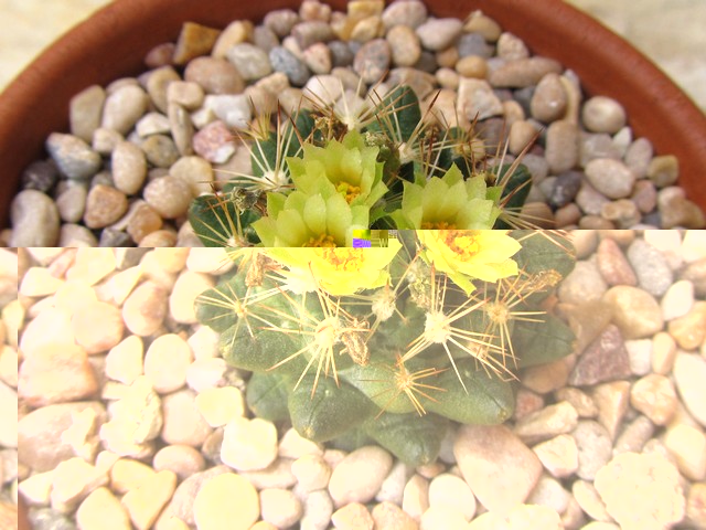 Escobaria cubensis.
