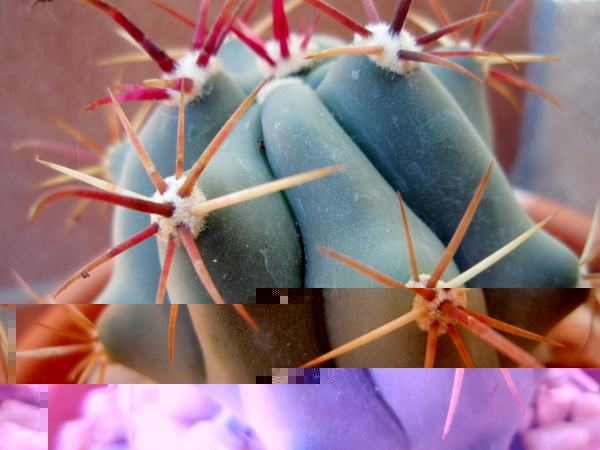 13 Ferocactus 2.jpg
