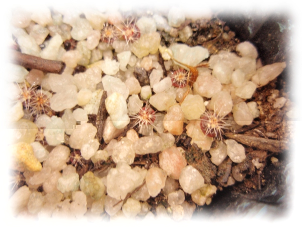 Parodia erinacea: (siembra 25_03_12)-(germinación 06_05_12)
