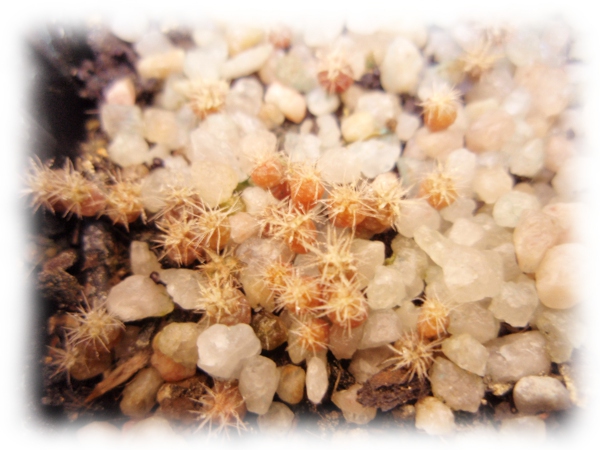 Ferocactus histrix (siembra 25_03_12)-(germinación 07_04_12)