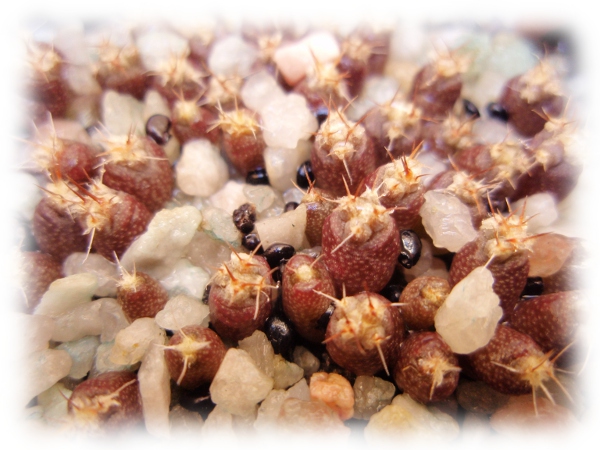 Ferocactus platyacanthus: (siembra 18_03_12)-(germinación 16_05_12)