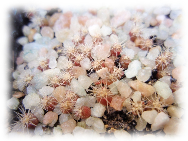 Ferocactus glauscens: (siembra 18_03_12)-(germinación 06_05_12)