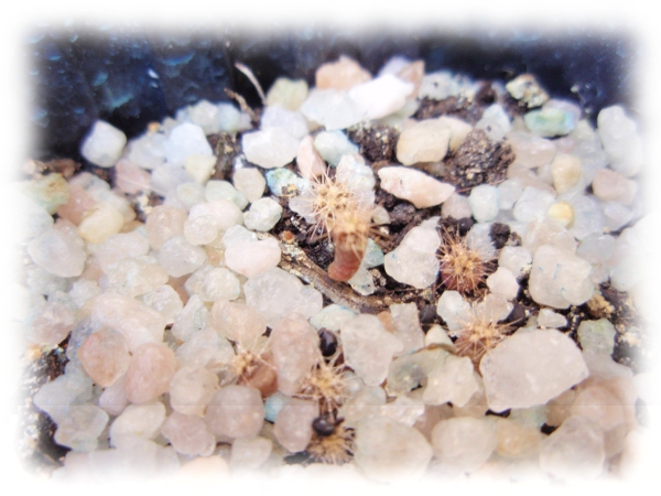 Ferocactus viscainensis: (siembra 18_03_12)-(germinación 14_05_12)