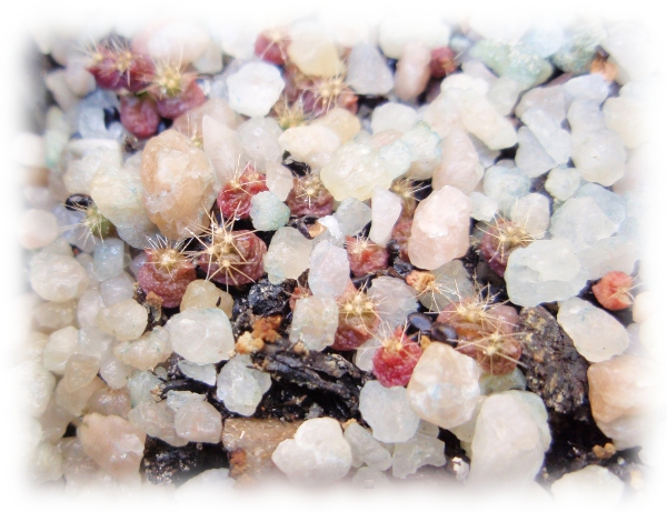 Ferocactus macrodiscus: (siembra 18_03_12)-(germinación 06_05_12)