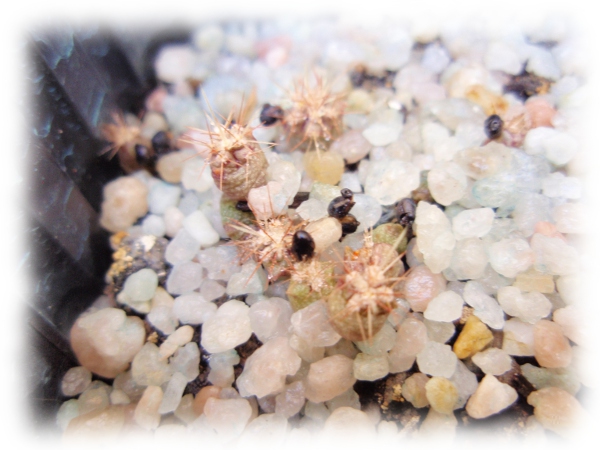 Ferocactus stainensii: (siembra 18_03_12)-(germinación 06_05_12)