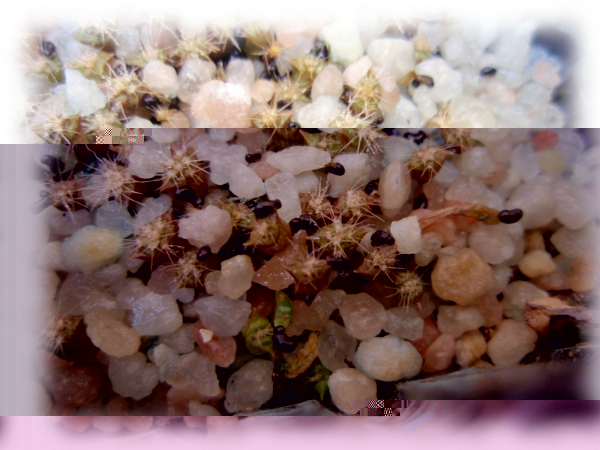 Ferocactus robustus (siembra 18_03_12)-(germinación 10_04_12)