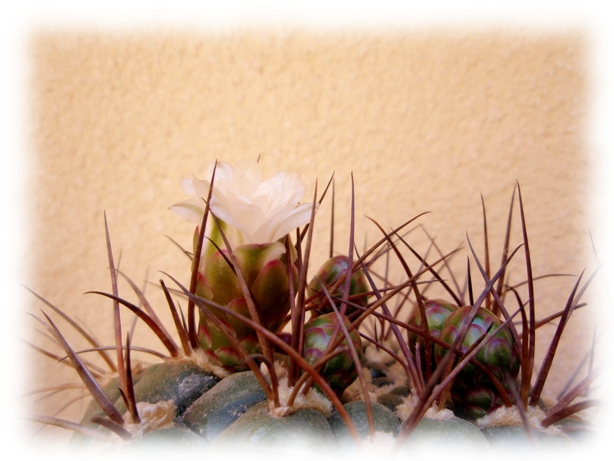 Gymnocalycium pflanzii marquezii 08.jpg