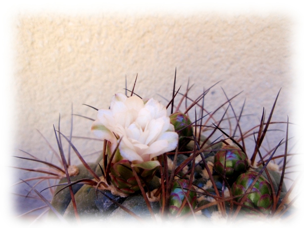Gymnocalycium pflanzii marquezii 09.jpg