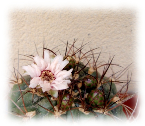 Gymnocalycium pflanzii marquezii 10.jpg