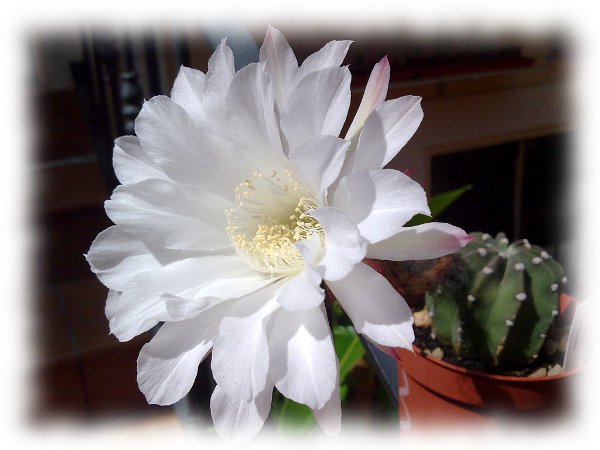 Flor e. subd03.jpg