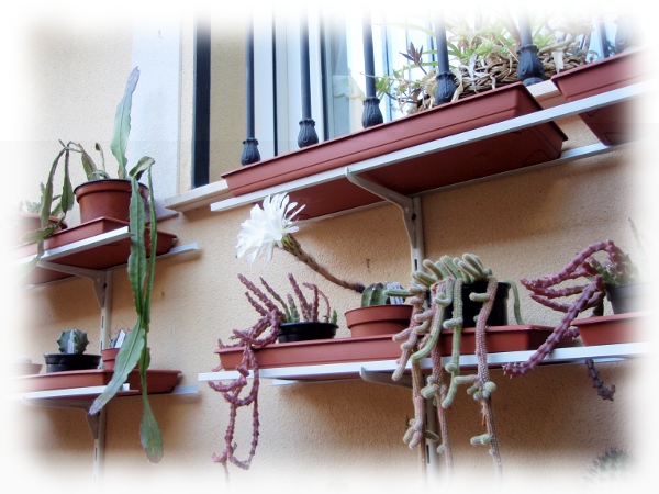 Flor e. subd05.jpg