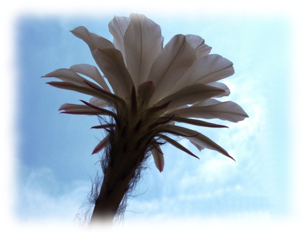 Flor e. subd08.jpg