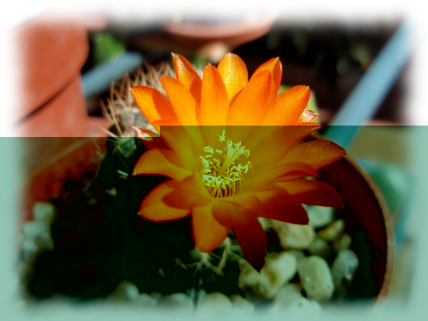 Flor Sulcorebutia glomeriseta kamiensis1.jpg