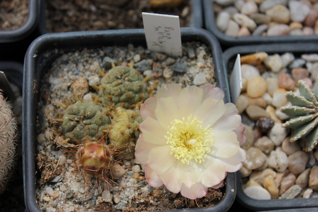 punasubterranea
