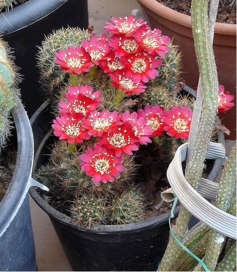 Lobivia hertrichiana 110712 012 [50%].jpg
