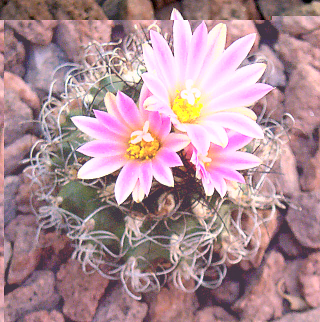pseudomacrochele ssp lausseri