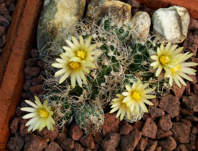 kranzianus