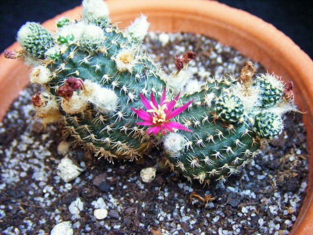 2010