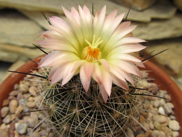 C. ramillosa.