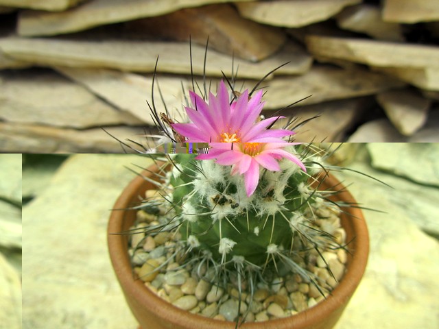 Turbinicarpus viereckii (gymnocactus).