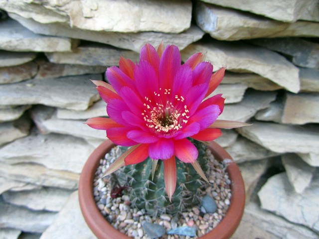 echinopsis sph.