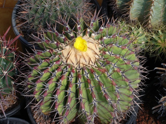 Echinocactrus platyacanthus 110712 015 [50%] [50%].jpg