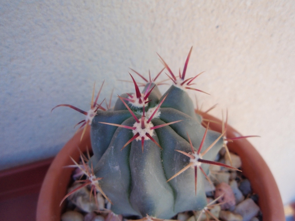 Fero1