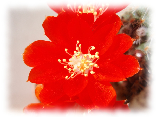 01c Aylostera Rebutia deminuta pseudodeminuta.jpg