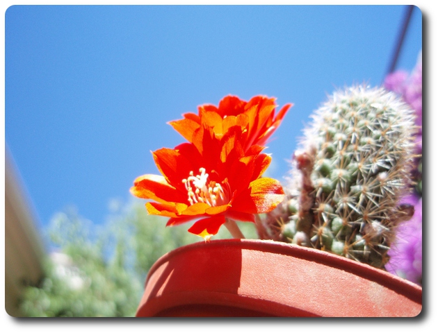 01d Aylostera Rebutia deminuta pseudodeminuta.jpg
