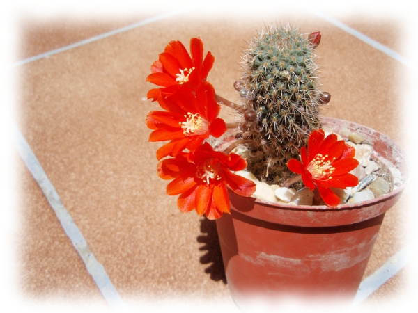 01e Aylostera Rebutia deminuta pseudodeminuta.jpg